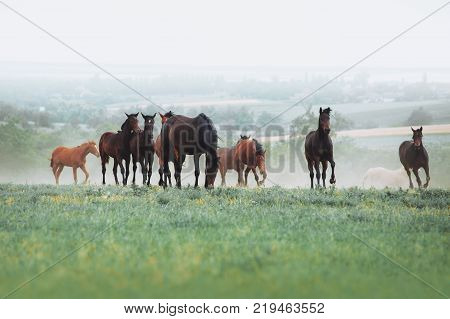 The herd of horses graze in the field against the background of the landscape and the morning haze. Horses at liberty