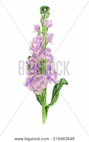 Watercolor image of double-flowered hoary stock flower on white background