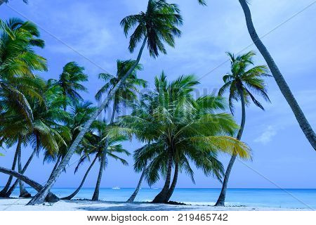 Travel photography - tropical beach with palms and white sand in Saona island (Dominican Republic).