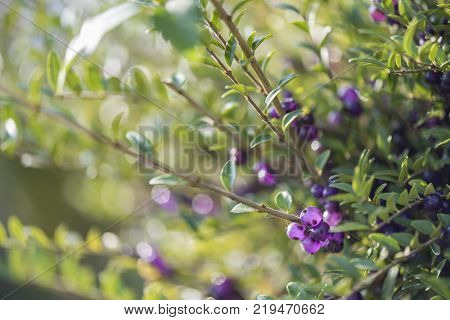 Background of a Little purple fruit on a branch Lonicera nitida