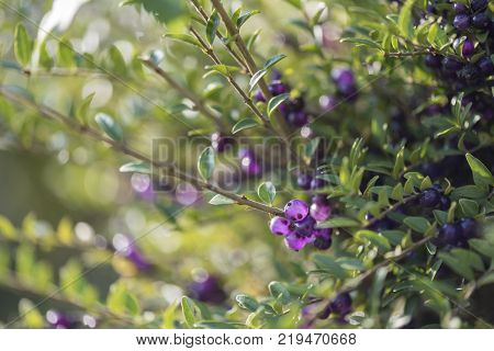 Background of a Little purple fruit on a branch Lonicera nitida