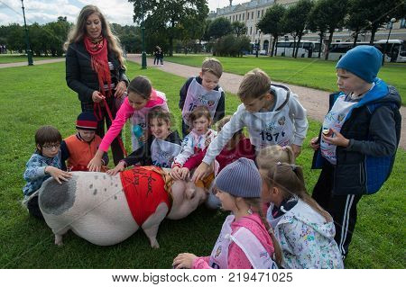 Mini Pig Walks In A Green Grass Park