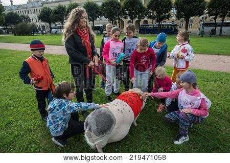 Mini Pig Walks In A Green Grass Park
