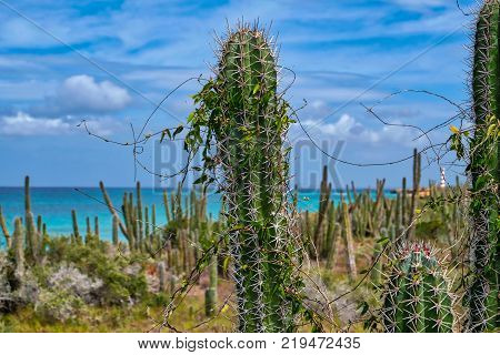 Travel photography - seascape with tropical vegetation in a caribbean island (Cubagua island, Venezuela).