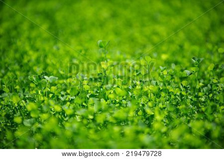 Field of a green clover background. Clovers three leaf. Day of St Patrick concept. Selective focus.