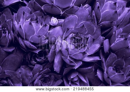 Ultraviolet abstract background - Closeup of Sempervivum calcareum-houseleek painted in ultra violet color