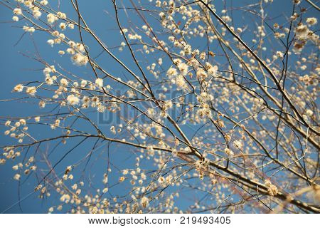 belated autumn fluffy downy catkins against the blue sky