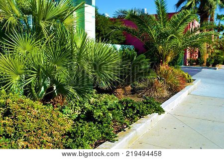Lush green tropical plants beside colorful buildings taken in an urban neighborhood