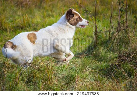 homeless dog runs in the green field