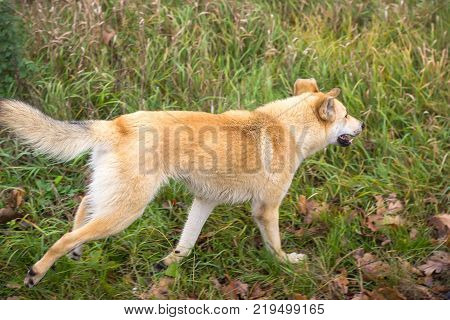 homeless dog runs in the green field