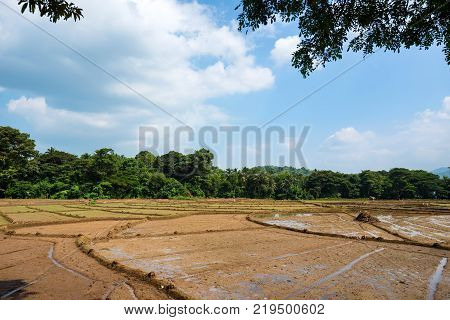 Close-up photograph of paddy fields with crops of rice in Sri Lanka