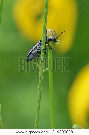 close up Blister Beetle climbing a plant Epicauta