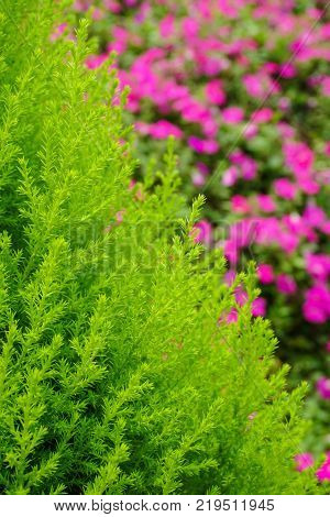 Pine Tree At The Garden