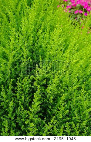 Pine Tree At The Garden