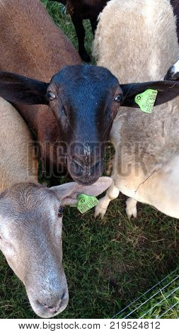 One black and one white Katahdin ewe lambs looking up at camera