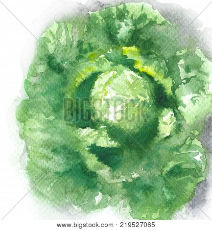 Hand drawn raw food illustration. Watercolor cabbage on soil top view. Painting vegetable background in wet technique.