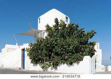 Ficus elastica tree in front of white house in Santorini