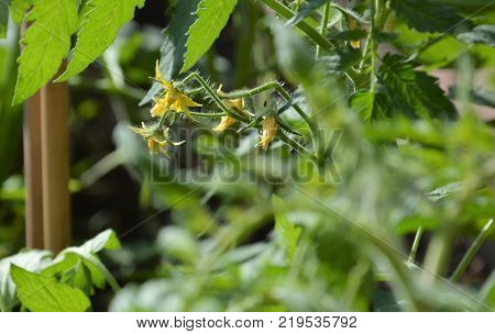 Homegrown tomatoes in kitchengarden Nijmegen the Netherlands