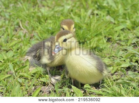 A close up of the very small ducklings on grass.