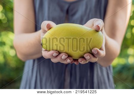 Mango In Beautiful Female Hands On A Green Background