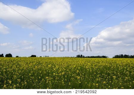 Rapeseed Field. Yellow Rape Flowers, Field Landscape. Blue Sky And Rape On The Field