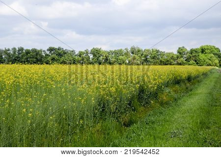 Rapeseed field. Yellow rape flowers, field landscape. Blue sky and rape on the field