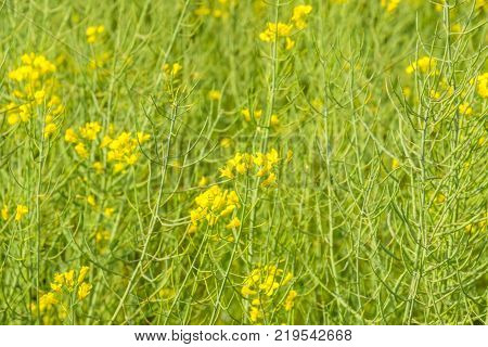 Rapeseed field. Background of rape blossoms. Flowering rape on the field