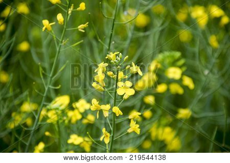 Rape flowers. Macro photo of a flowering canola. Rapeseed field