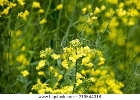 Rape flowers. Macro photo of a flowering canola. Rapeseed field