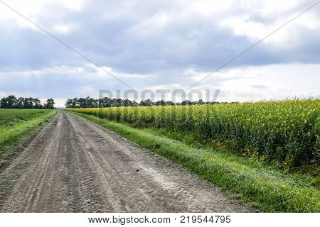 Road In Rapeseed Field And Forest Belt For Wind Protection