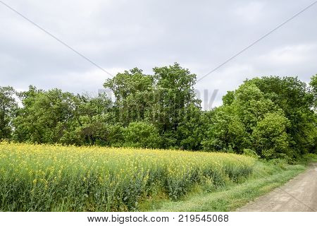 Road In Rapeseed Field And Forest Belt For Wind Protection
