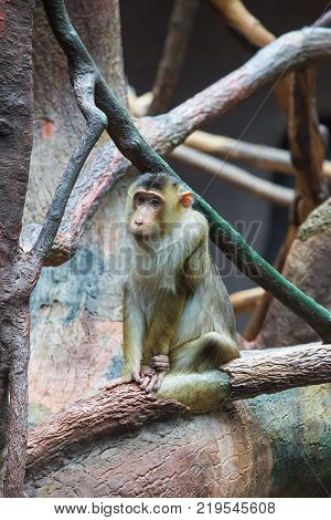 Sad macaque sitting on the tree - Macaca nemestrina