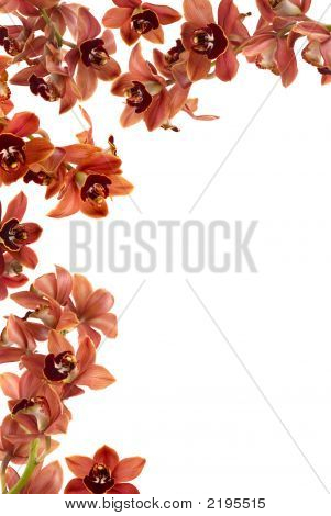 Orchid