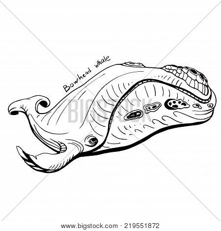 Hand-Drawn Doodle of whale. Vector Illustration. Stock vector.