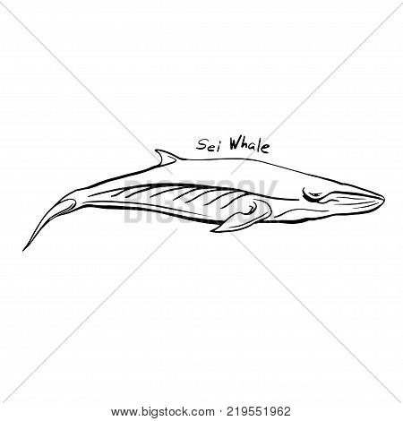Hand-Drawn Doodle of whale. Vector Illustration. Stock vector.
