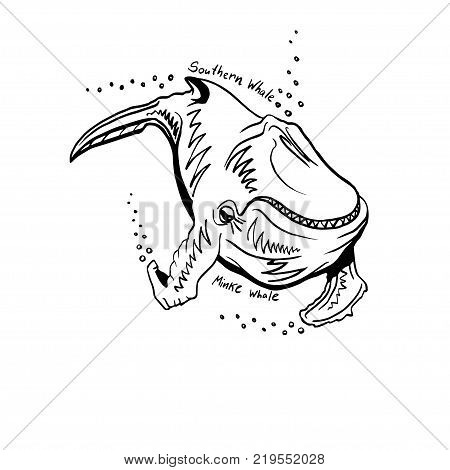 Hand-Drawn Doodle of whale. Vector Illustration. Stock vector.