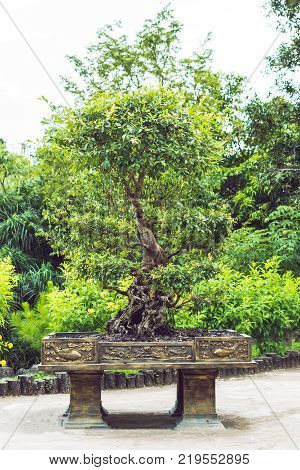 Amazing Juicy Green Leaves In The Tropics