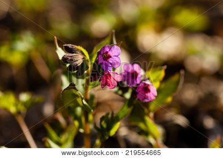The evergreen perennial plant of the genus Pulmonaria - macro shot. Spring season lungwort, common Mary's tears or Our Lady's milk drops.