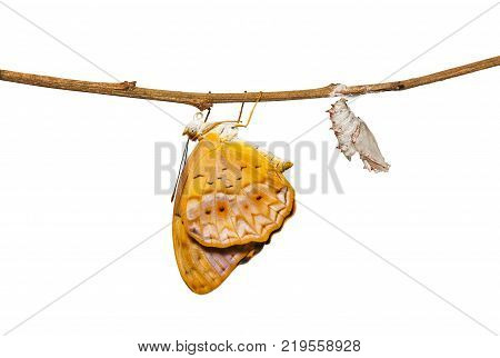 Mature Chrysalis And Emerged Of Common Leopard Butterfly ( Phalanta ) Hanging On Twig