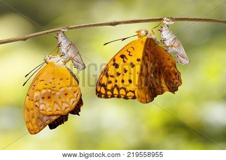 Mature Chrysalis And Emerged Of Common Leopard Butterfly ( Phalanta ) Hanging On Twig