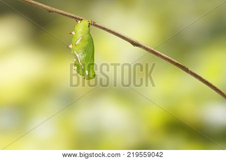 Mature Chrysalis And Emerged Of Common Leopard Butterfly ( Phalanta ) Hanging On Twig