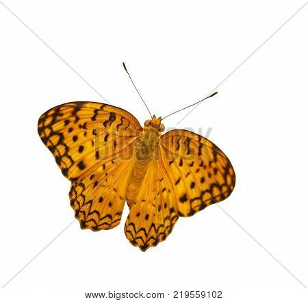 Common Leopard Butterfly ( Phalanta ) Isolated On White