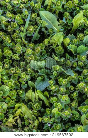 Glechoma hederacea. Natural green leaves plant background