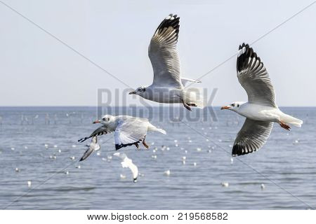 The gulls fly over the blue sky over the blue sea.