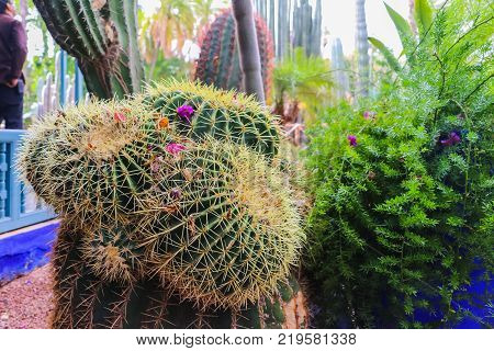 Cactus Plants Outdoors In A Summer Day