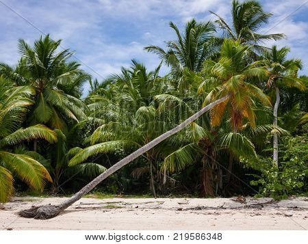 Tropical beach with white sand and palms (Punta Cana, Dominican Republic).