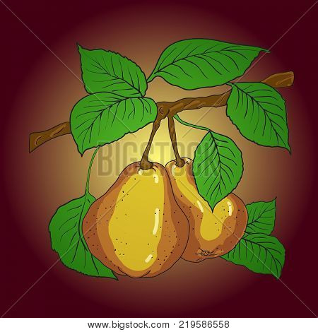 Two mature yellow pears with leaves on a branch. A vector
