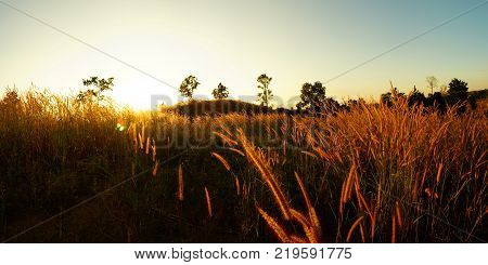 Desho grass Pennisetum pedicellatum at sunset time. Beautiful grass flower. background grass flower and orange light floral backgroundpanorama grass during sunset.