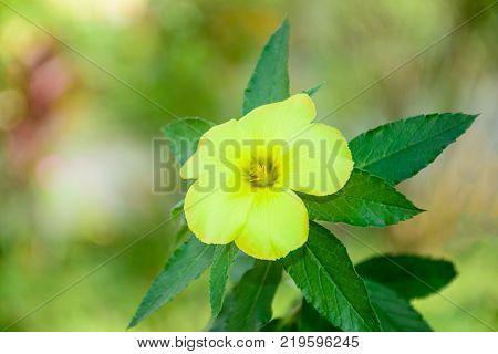 closeup photo of Daminana flower, isolated background