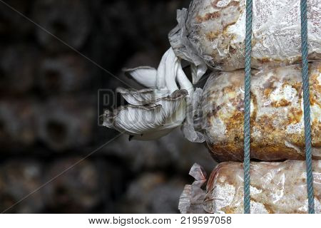 Thai Dessert Sweet Boiled Ball Covered With Grated Coconut